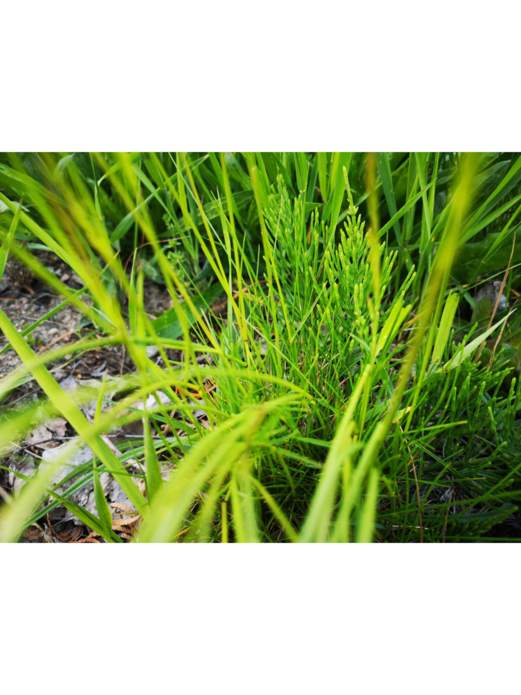 Skrzyp polny – „chwast” który świetnie wpływa na naszą urodę